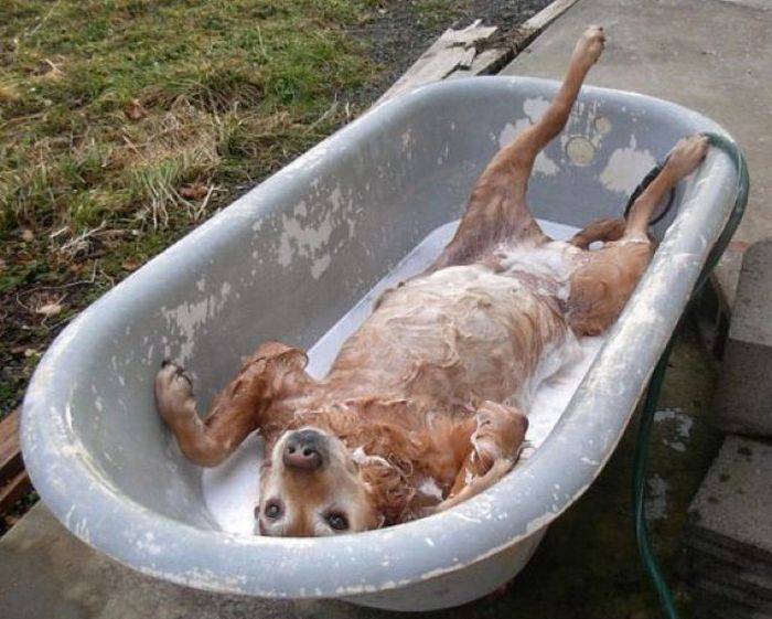 Acid Picdump (88 pics)