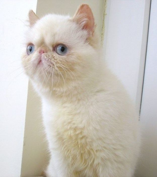 Acid Picdump (88 pics)