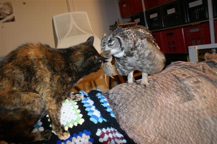 The Caring Owl (24 pics)