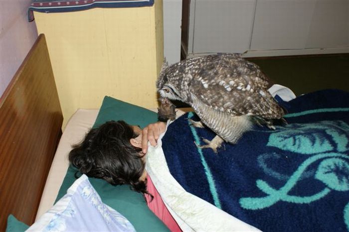 The Caring Owl (24 pics)