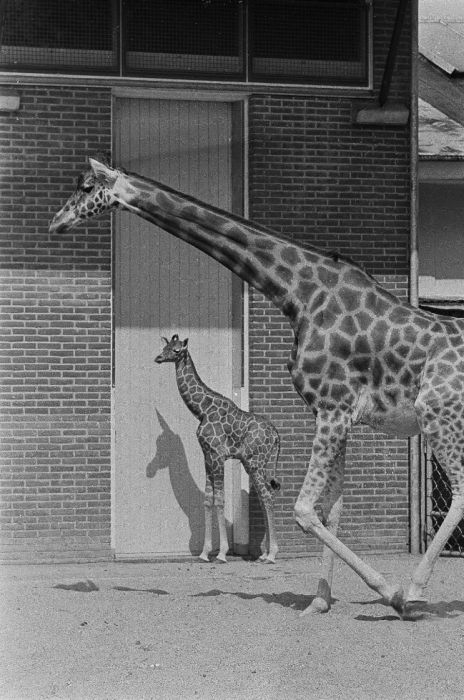 Old Photos of Netherlands. Part 2 (148 pics)