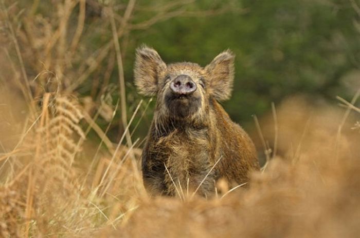 2011 Best Wildlife Photos (33 pics)