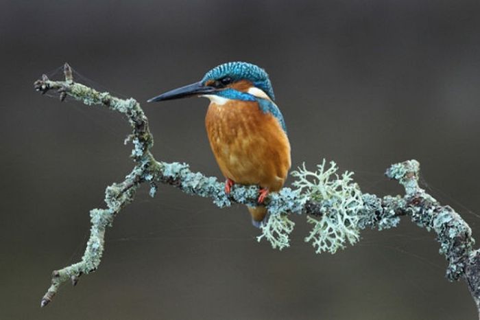 2011 Best Wildlife Photos (33 pics)