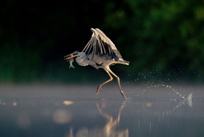 2011 Best Wildlife Photos (33 pics)