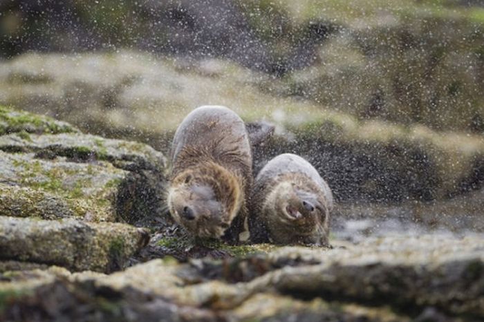 2011 Best Wildlife Photos (33 pics)
