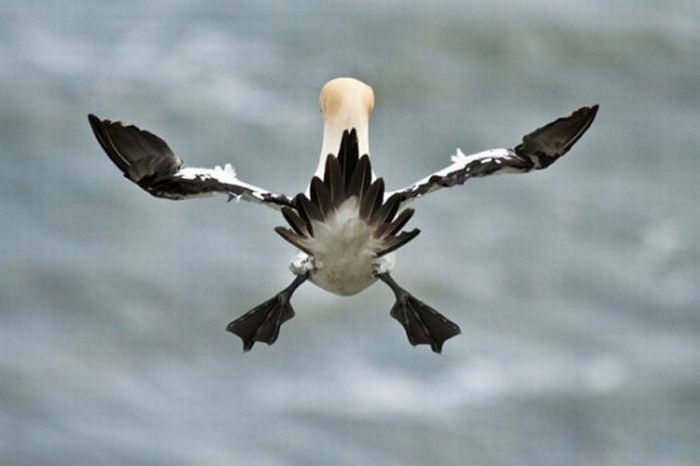 2011 Best Wildlife Photos (33 pics)