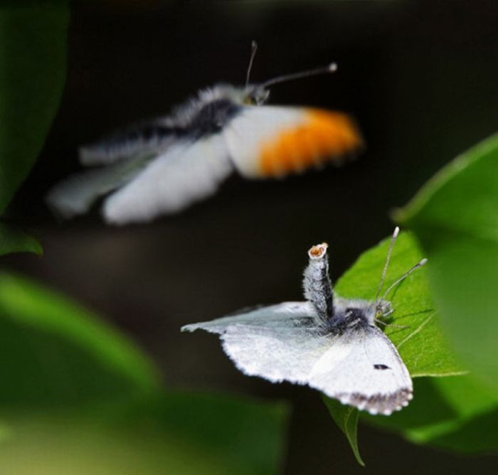 2011 Best Wildlife Photos (33 pics)