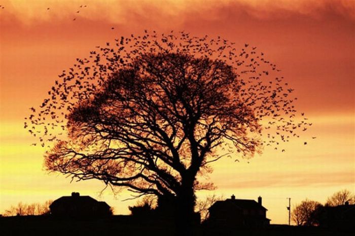 2011 Best Wildlife Photos (33 pics)