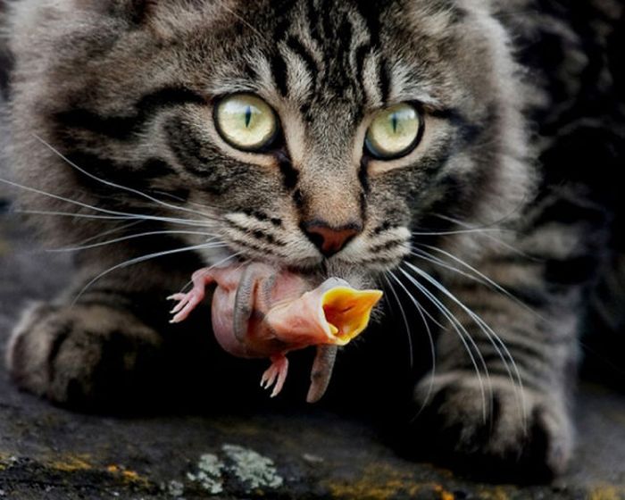 2011 Best Wildlife Photos (33 pics)