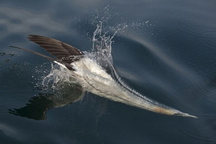 2011 Best Wildlife Photos (33 pics)