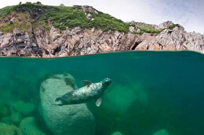 2011 Best Wildlife Photos (33 pics)