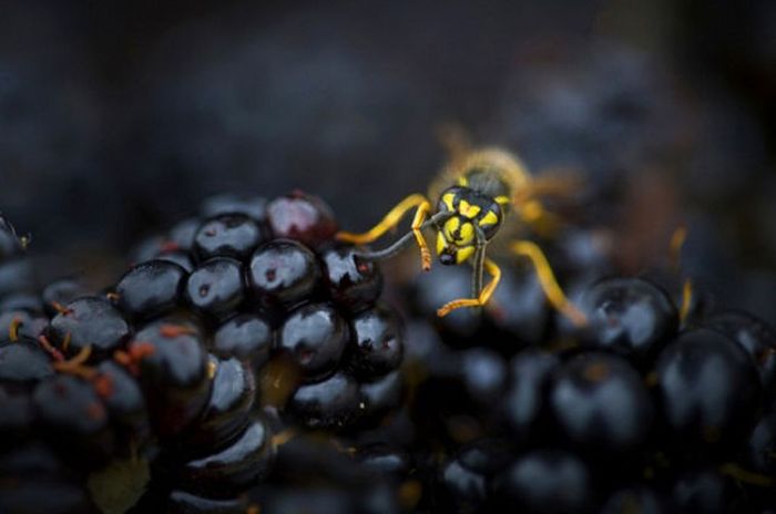 2011 Best Wildlife Photos (33 pics)