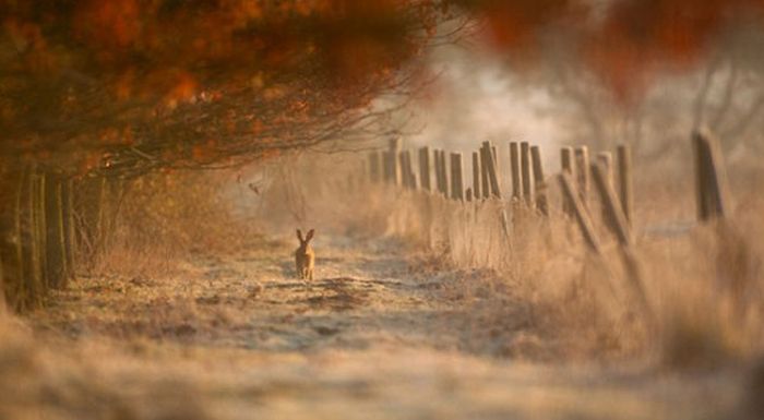 2011 Best Wildlife Photos (33 pics)