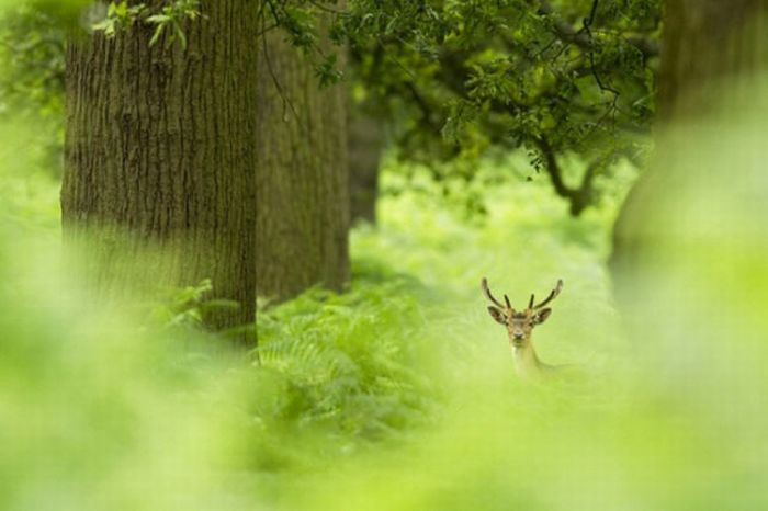 2011 Best Wildlife Photos (33 pics)