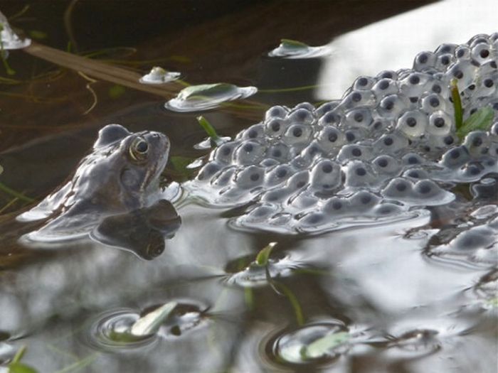 2011 Best Wildlife Photos (33 pics)