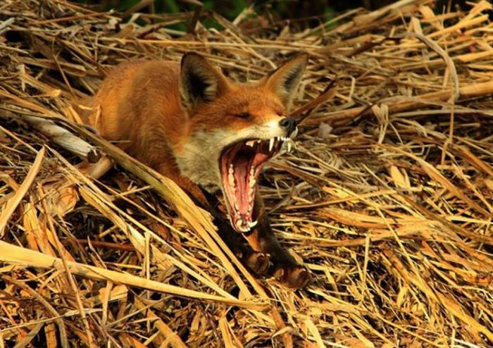 2011 Best Wildlife Photos (33 pics)