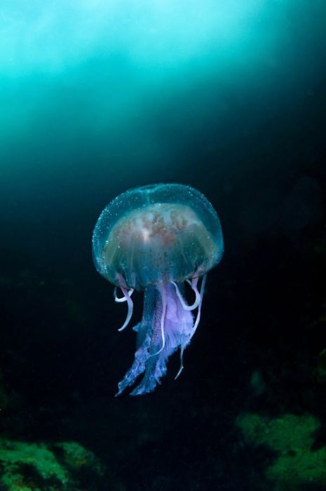 2011 Best Wildlife Photos (33 pics)