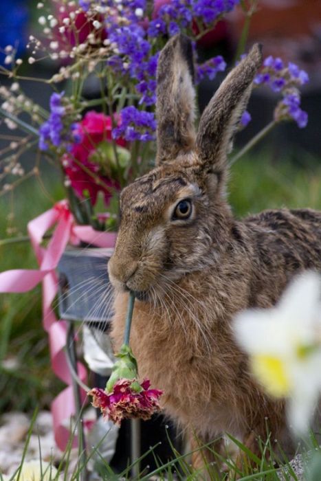 2011 Best Wildlife Photos (33 pics)