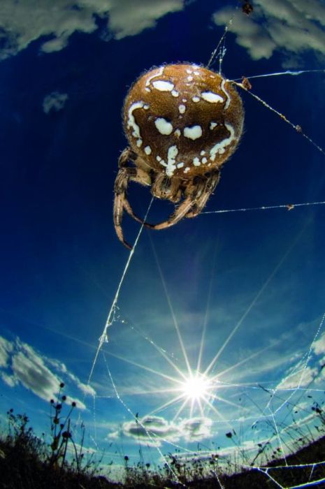 2011 Best Wildlife Photos (33 pics)