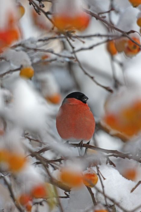 2011 Best Wildlife Photos (33 pics)
