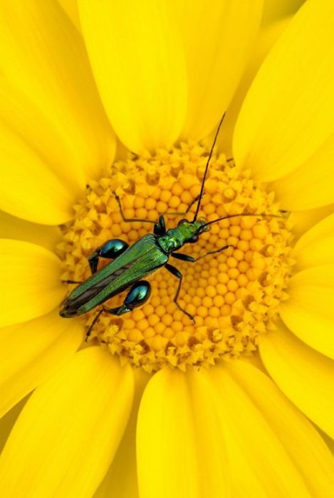 2011 Best Wildlife Photos (33 pics)
