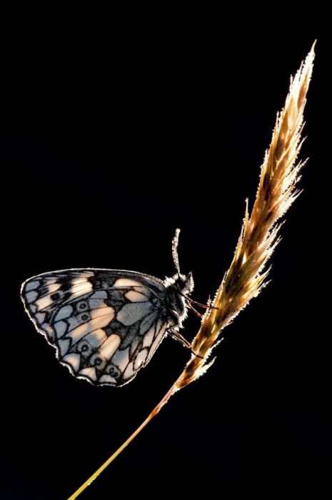 2011 Best Wildlife Photos (33 pics)