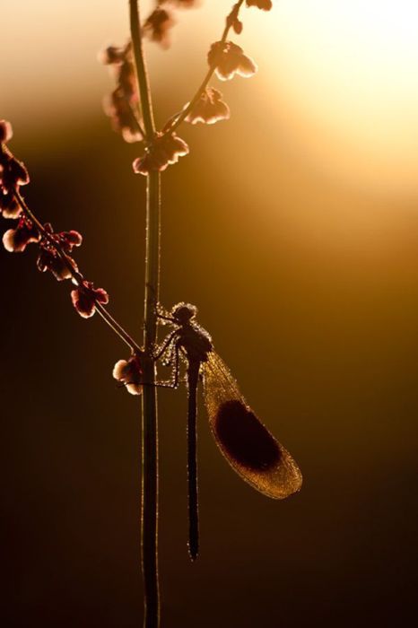 2011 Best Wildlife Photos (33 pics)