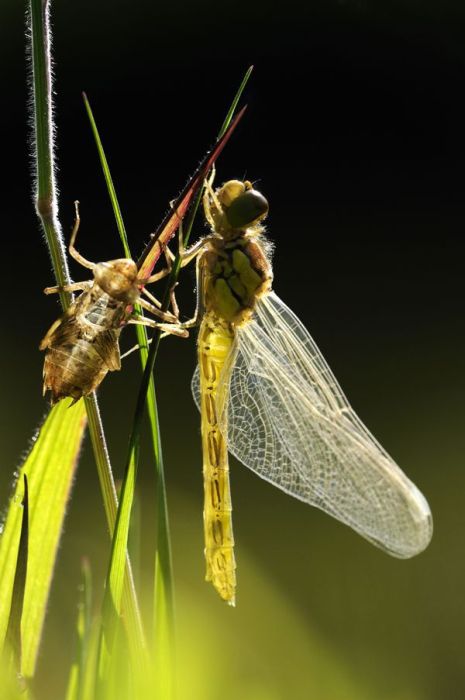 2011 Best Wildlife Photos (33 pics)