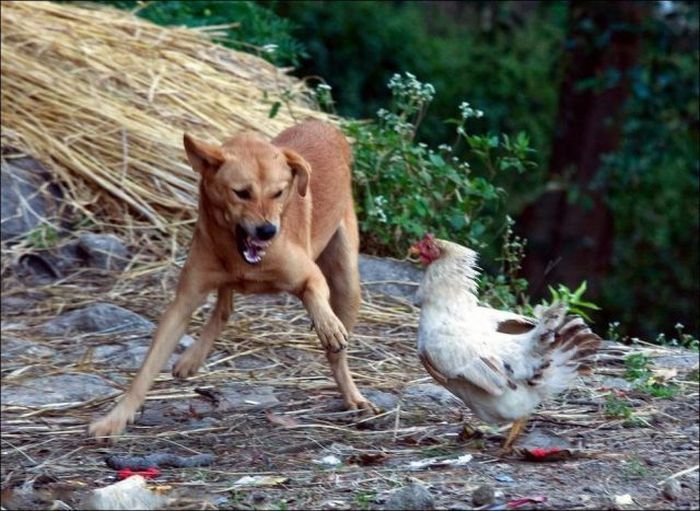 Don't Mess with Chickens (4 pics)