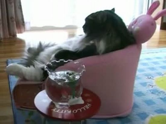 Cat Watches TV Like Human