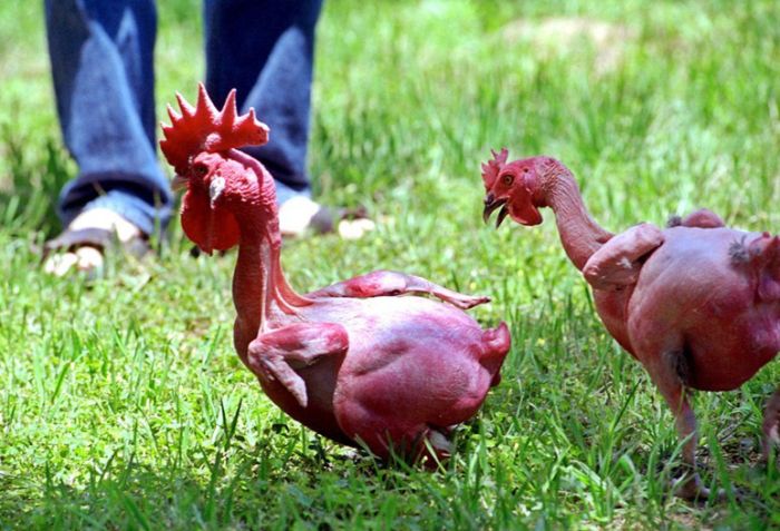 Featherless Chicken (5 pics)