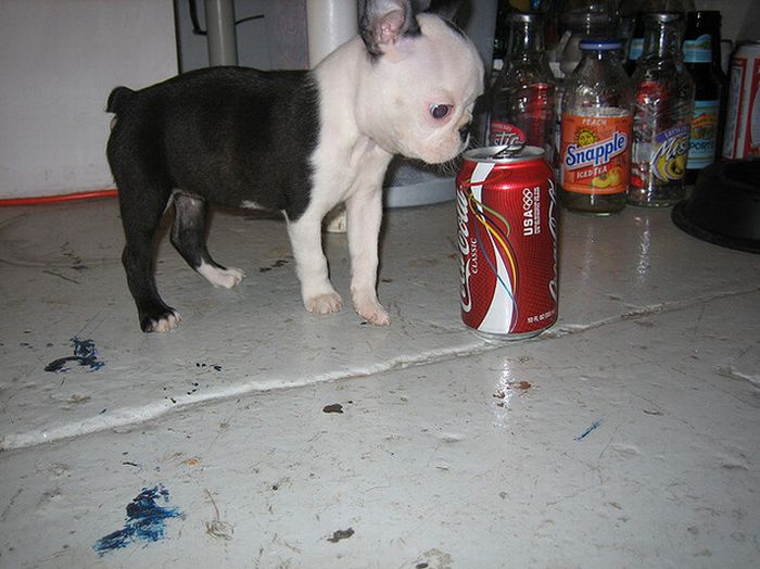 Puppies The Size Of Soda Cans (19 pics)