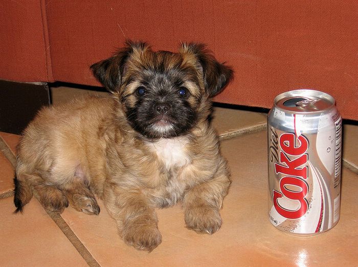 Puppies The Size Of Soda Cans (19 pics)