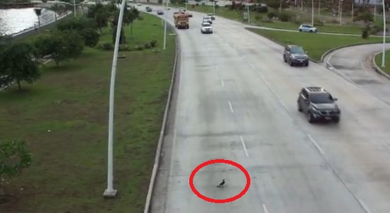 Will It Cross It?