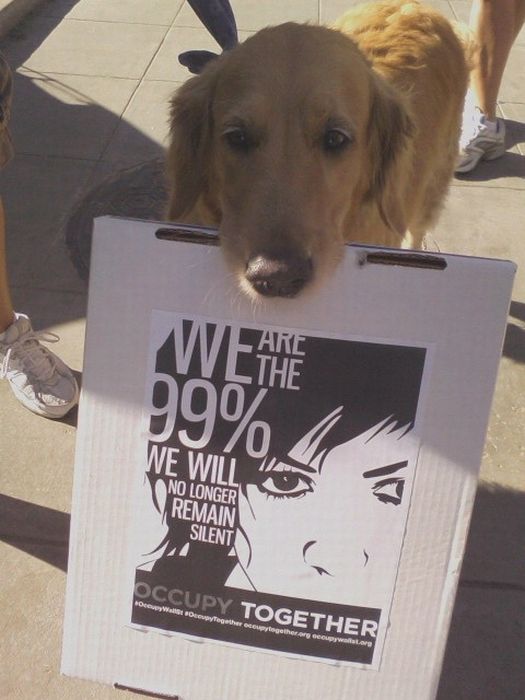 The Dogs Of Occupy Wall Street (20 pics)
