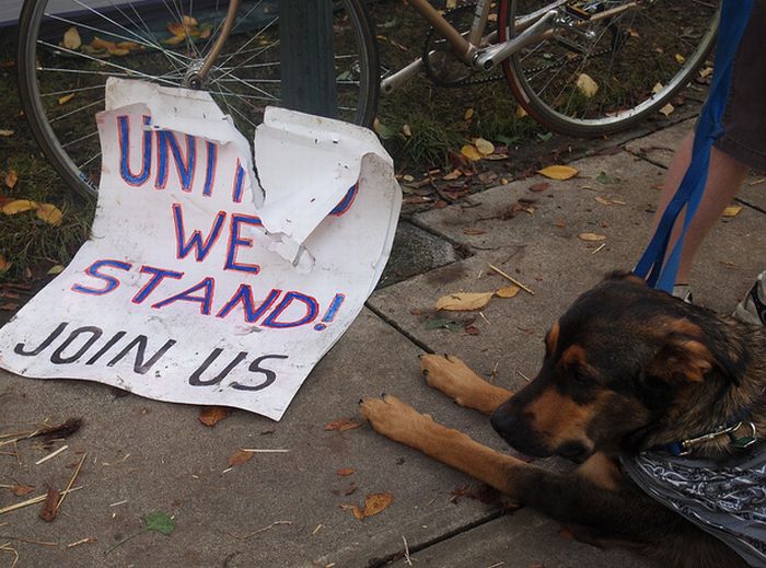 The Dogs Of Occupy Wall Street (20 pics)