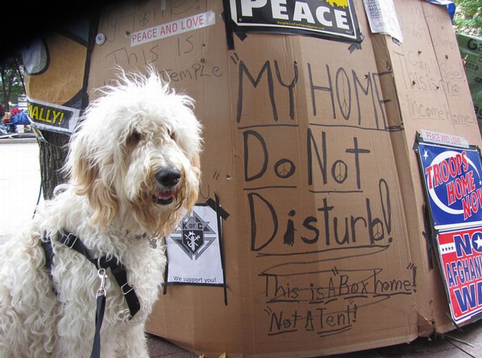 The Dogs Of Occupy Wall Street (20 pics)