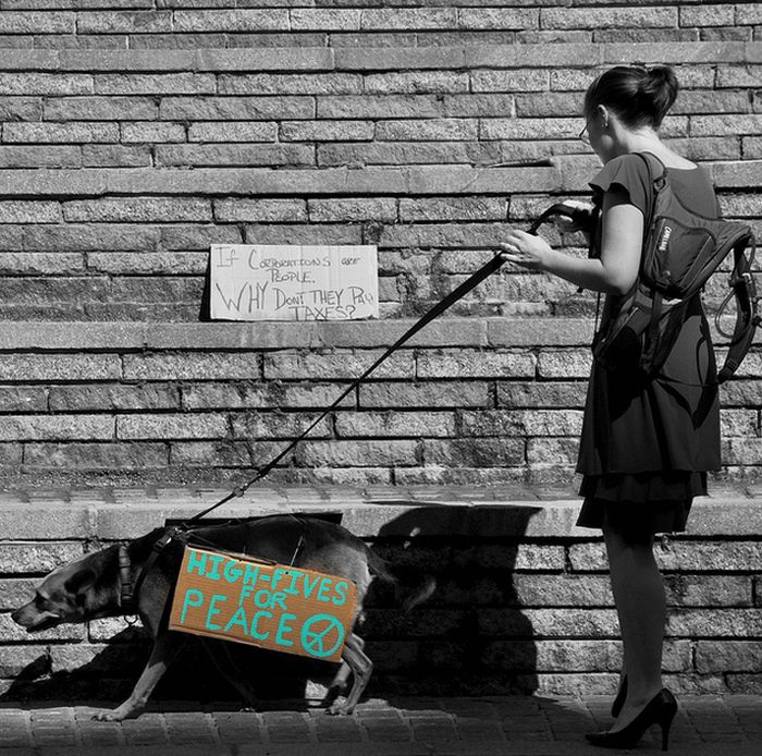 The Dogs Of Occupy Wall Street (20 pics)