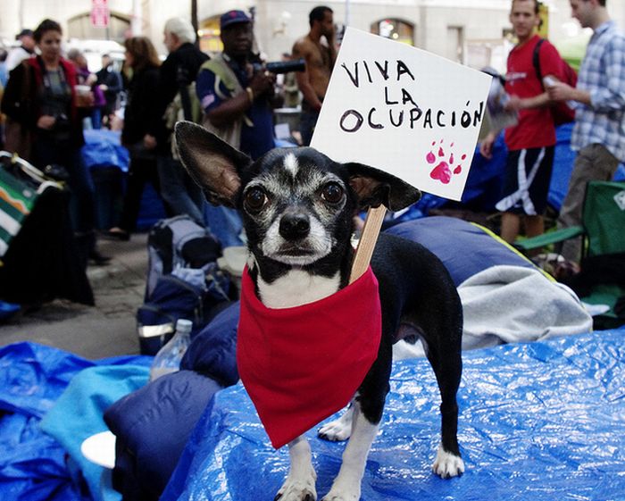 The Dogs Of Occupy Wall Street (20 pics)