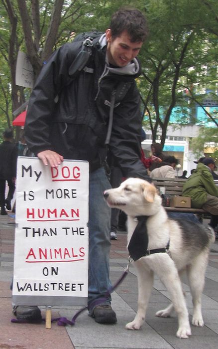 The Dogs Of Occupy Wall Street (20 pics)