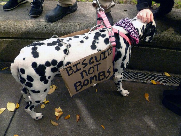 The Dogs Of Occupy Wall Street (20 pics)