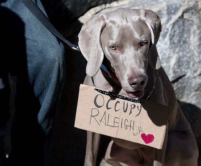 The Dogs Of Occupy Wall Street (20 pics)