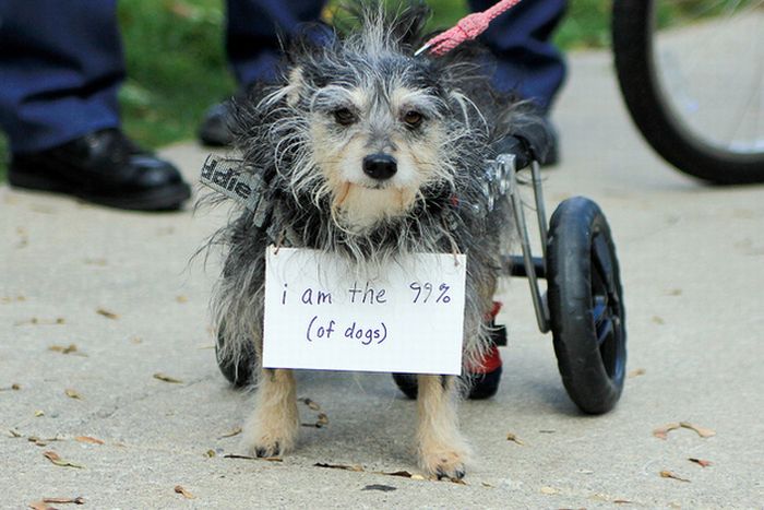 The Dogs Of Occupy Wall Street (20 pics)