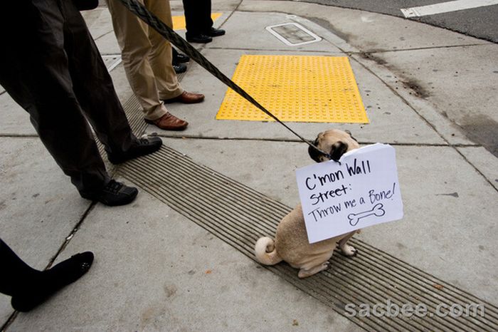 The Dogs Of Occupy Wall Street (20 pics)