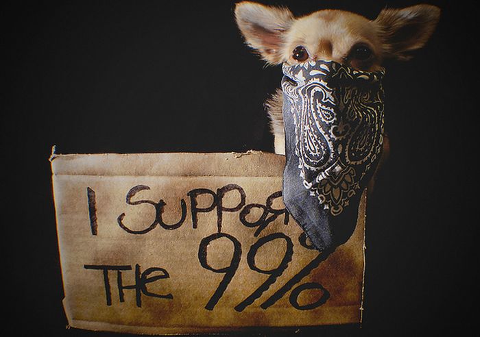 The Dogs Of Occupy Wall Street (20 pics)