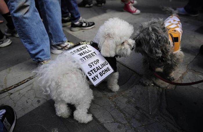 The Dogs Of Occupy Wall Street (20 pics)