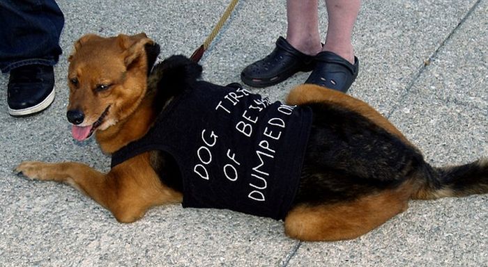The Dogs Of Occupy Wall Street (20 pics)