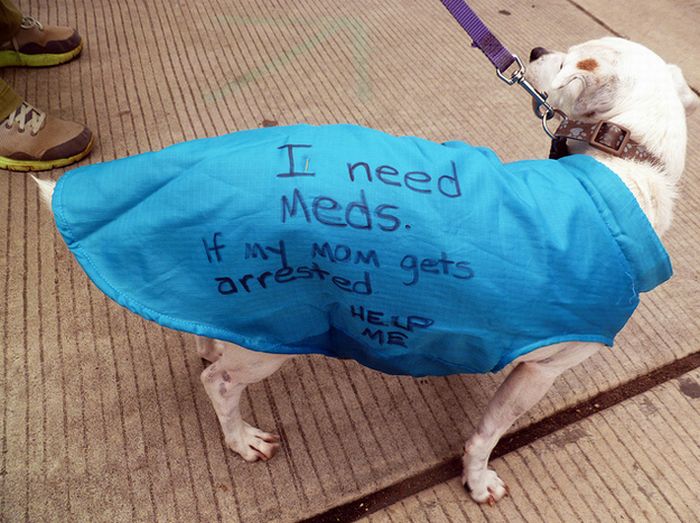 The Dogs Of Occupy Wall Street (20 pics)
