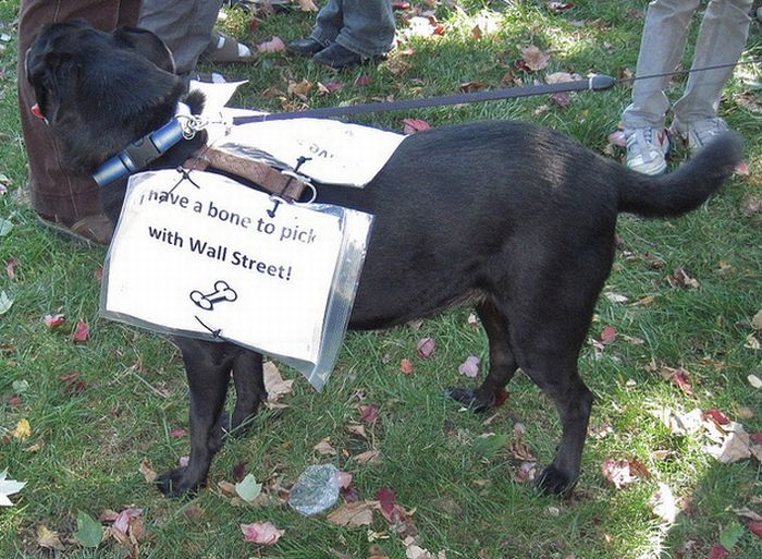 The Dogs Of Occupy Wall Street (20 pics)