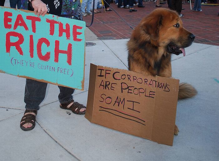 The Dogs Of Occupy Wall Street (20 pics)